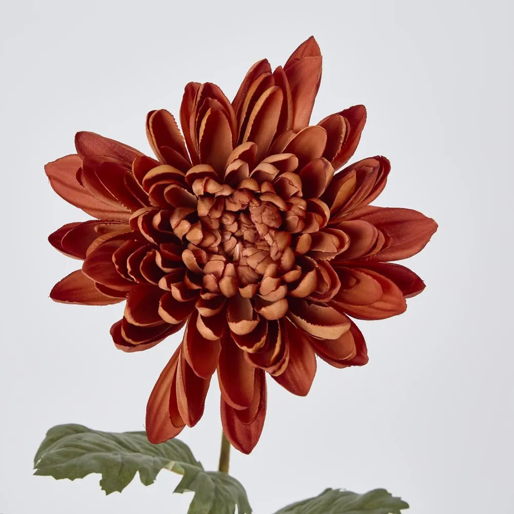 Chrysanthemum Mum Stem Brown 69cm Rockhampton Vintage Hire