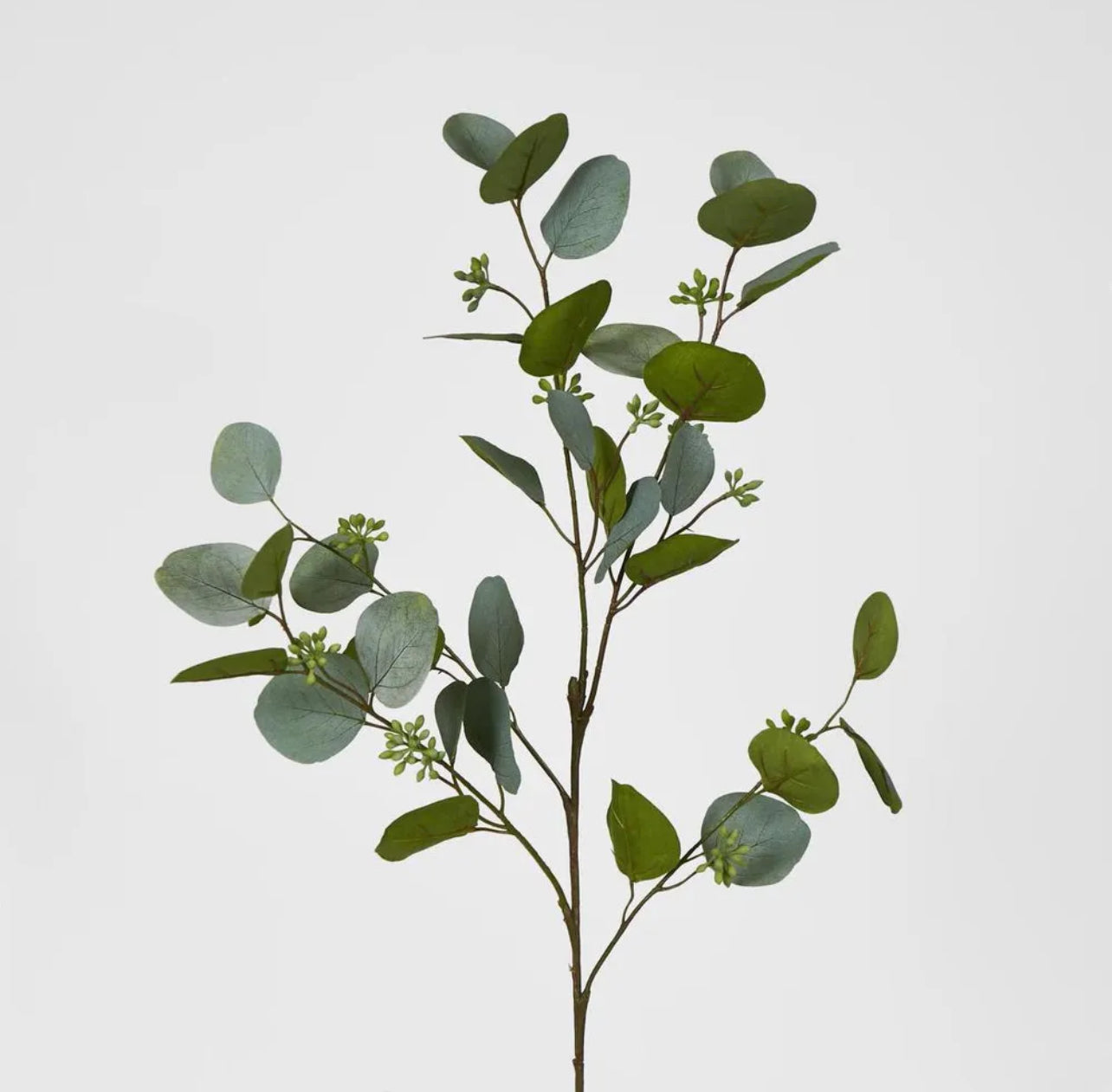 Eucalyptus With Seed Green 87cm Rockhampton Vintage Hire