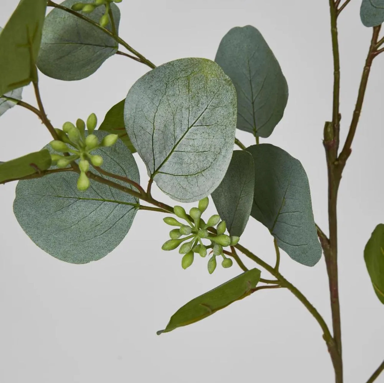 Eucalyptus With Seed Green 87cm