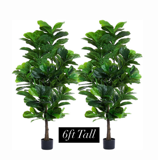 Fiddle Leaf Large Trees 6Ft Tall - Mid-Century x3 Available Rockhampton Vintage Hire