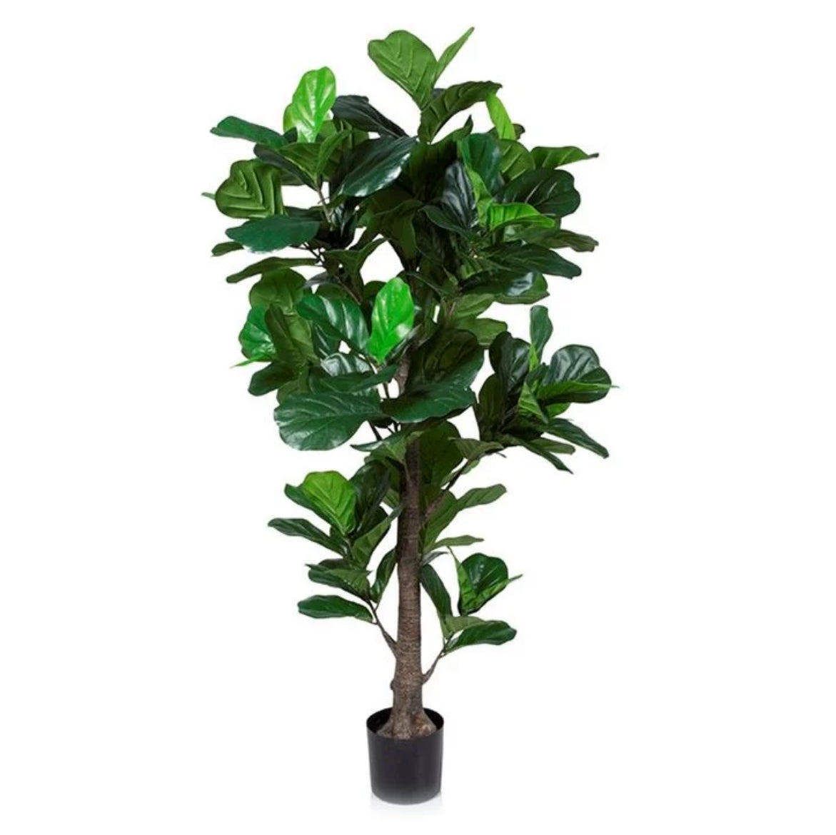 Fiddle Leaf Large Trees 6Ft Tall - Mid-Century x3 Available Rockhampton Vintage Hire