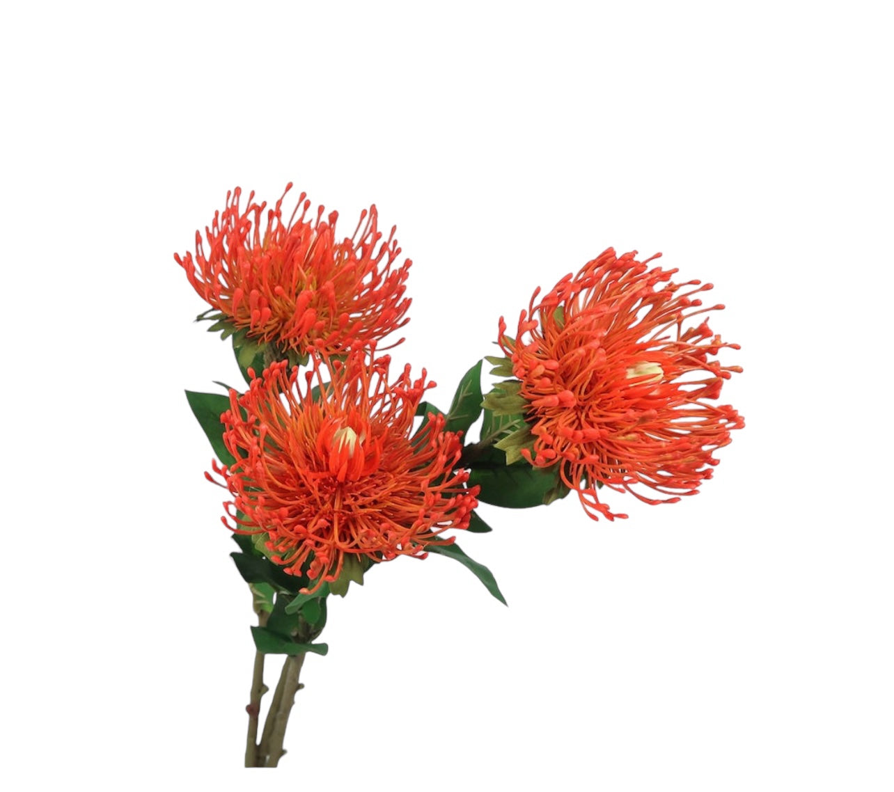 Protea Stems and Leaves - Orange Rockhampton Vintage Hire