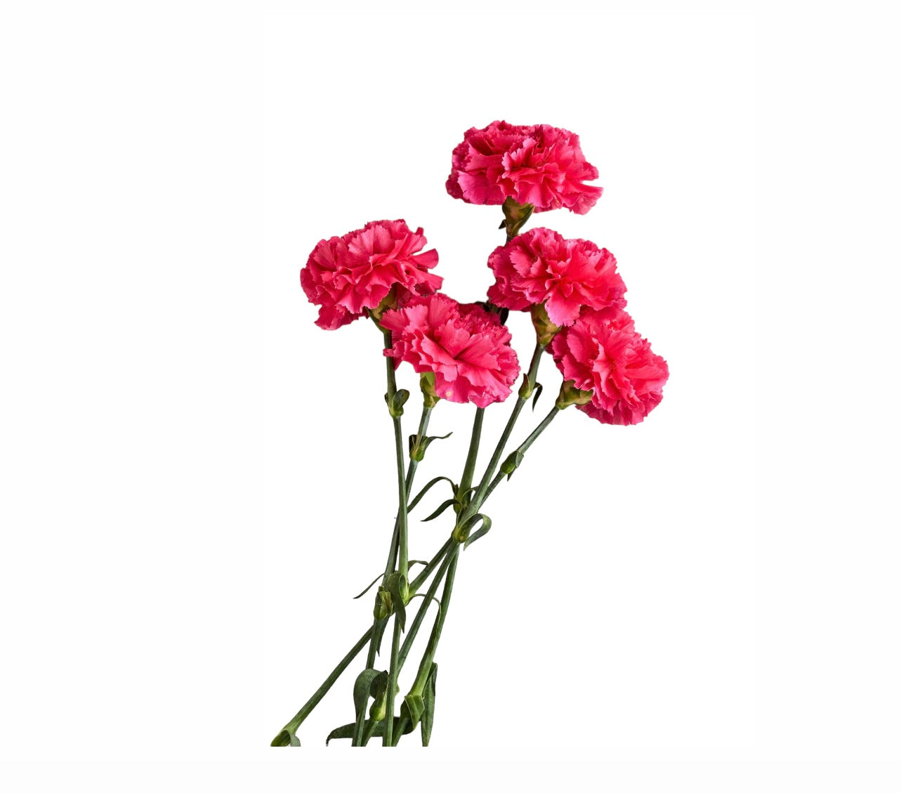 Pink Carnation Stems Rockhampton Vintage Hire