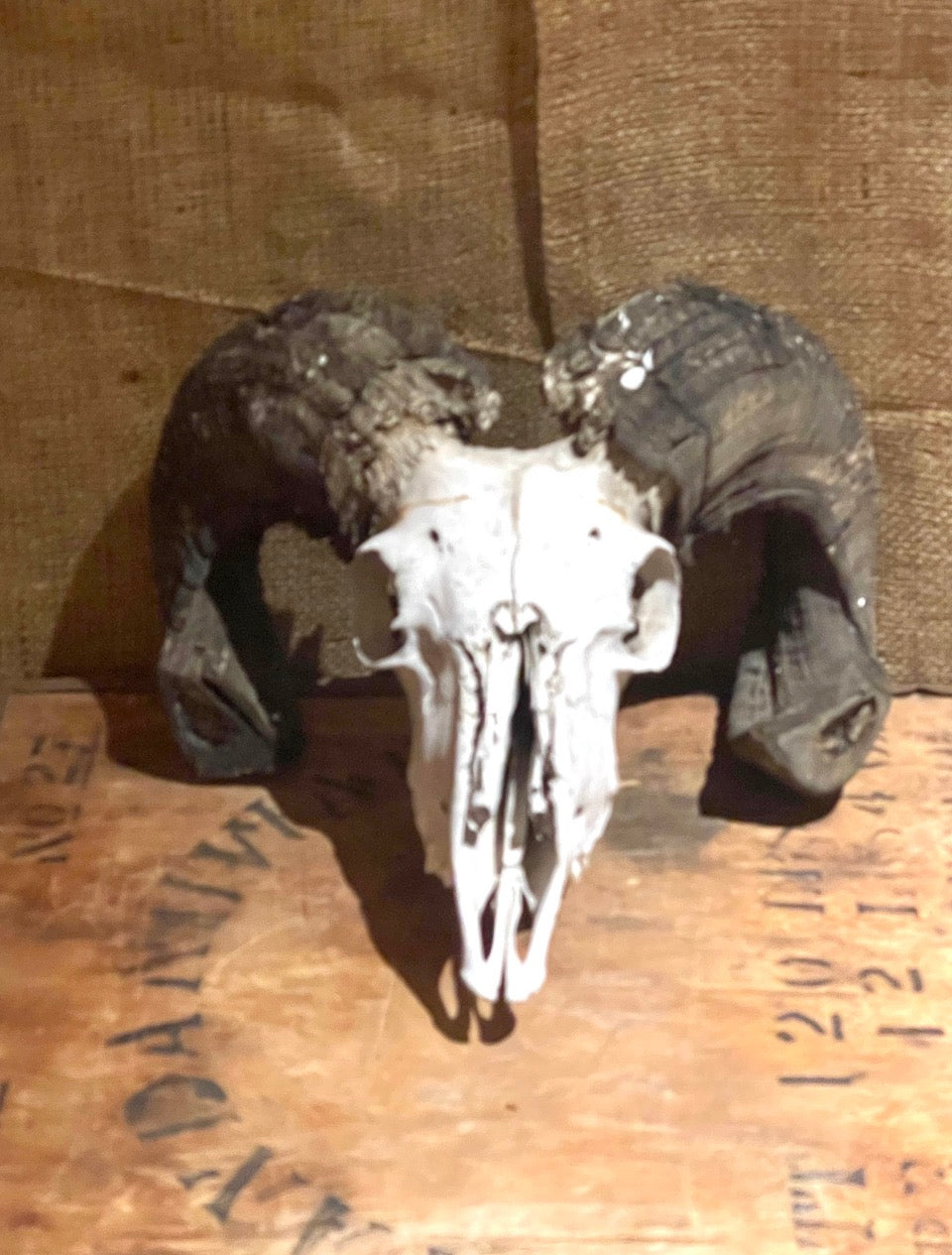 Ram Head Vintage Styling Prop