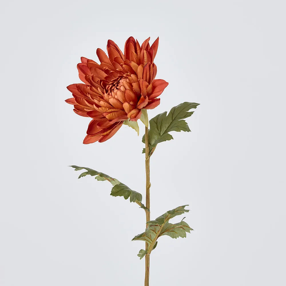Chrysanthemum Mum Stem Brown 69cm Rockhampton Vintage Hire
