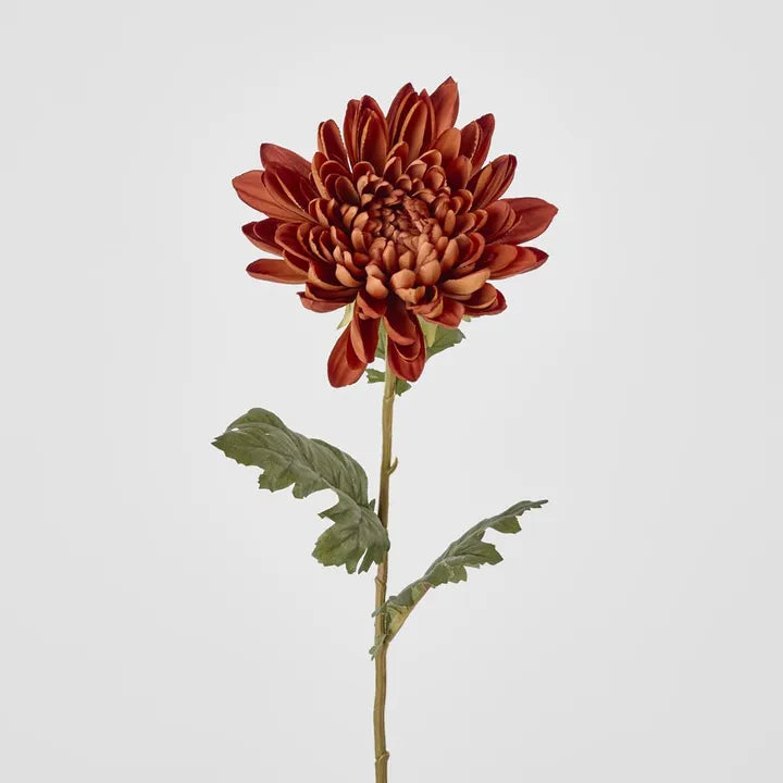 Chrysanthemum Mum Stem Brown 69cm Rockhampton Vintage Hire