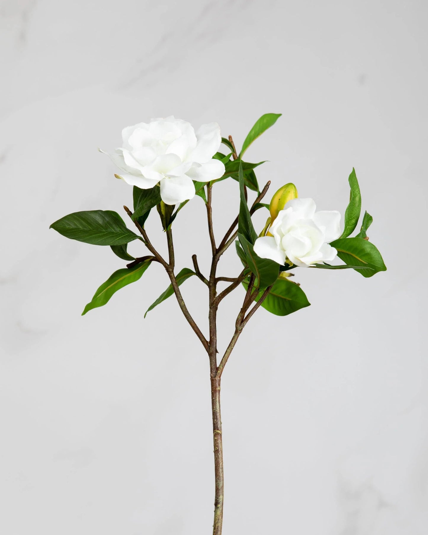 Gardenias Stems and Leaves Rockhampton Vintage Hire