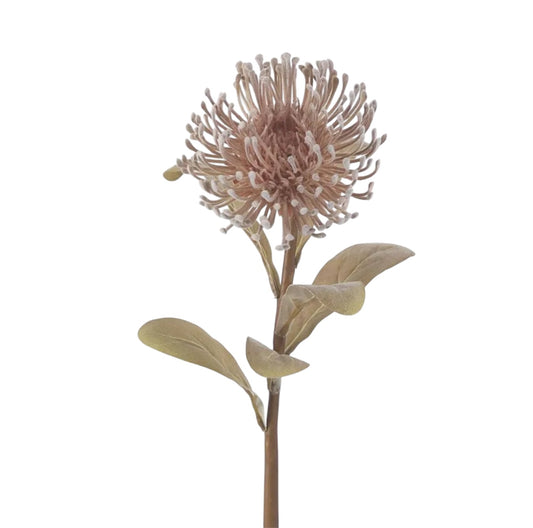 Leucospermum Brown Rockhampton Vintage Hire