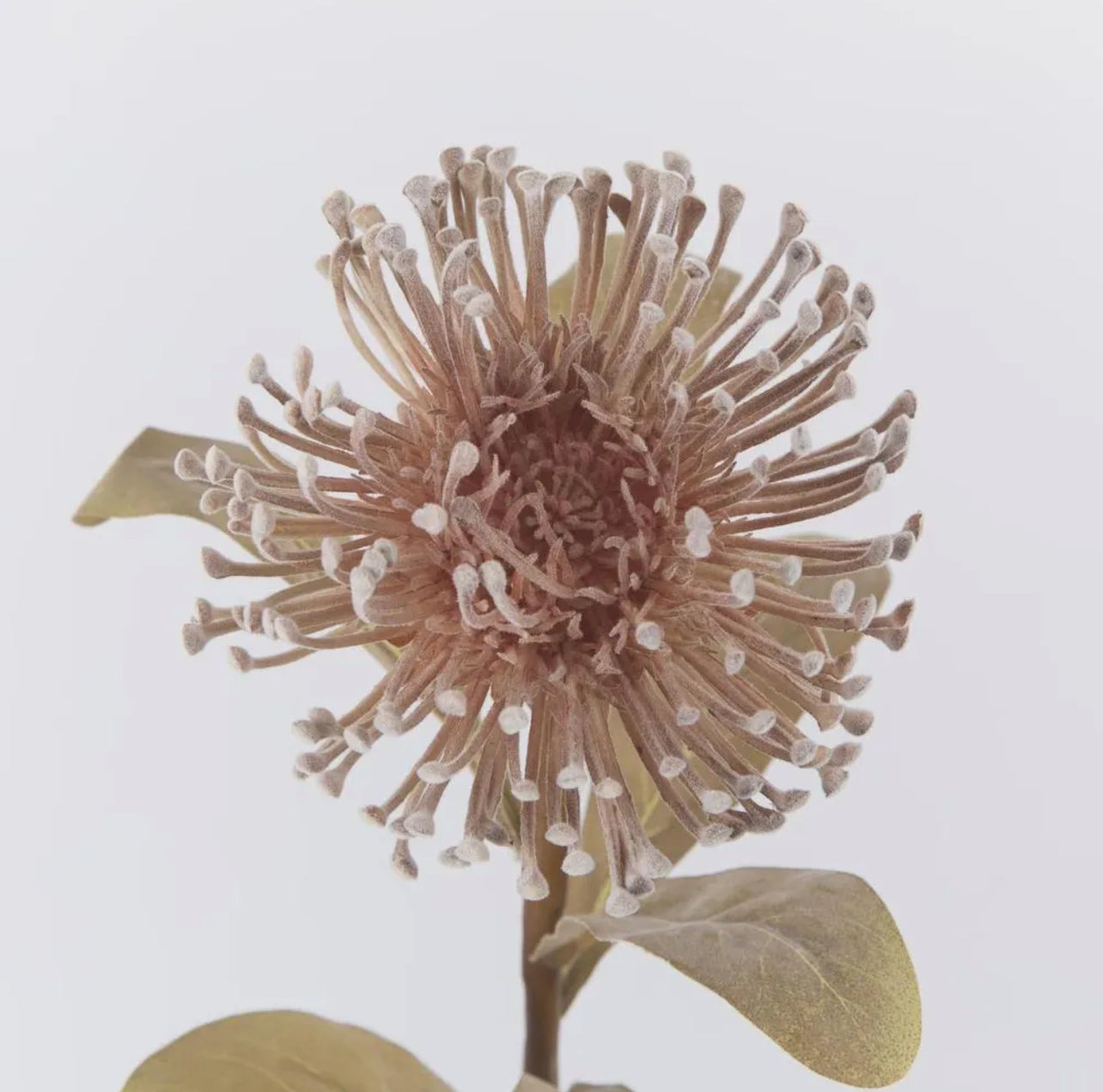 Leucospermum Brown Rockhampton Vintage Hire