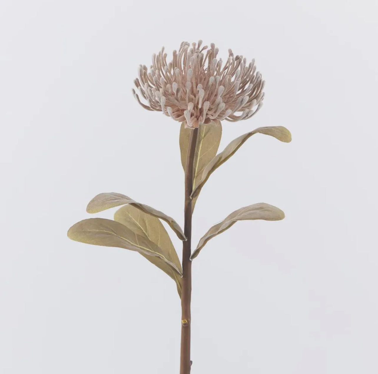 Leucospermum Brown Rockhampton Vintage Hire