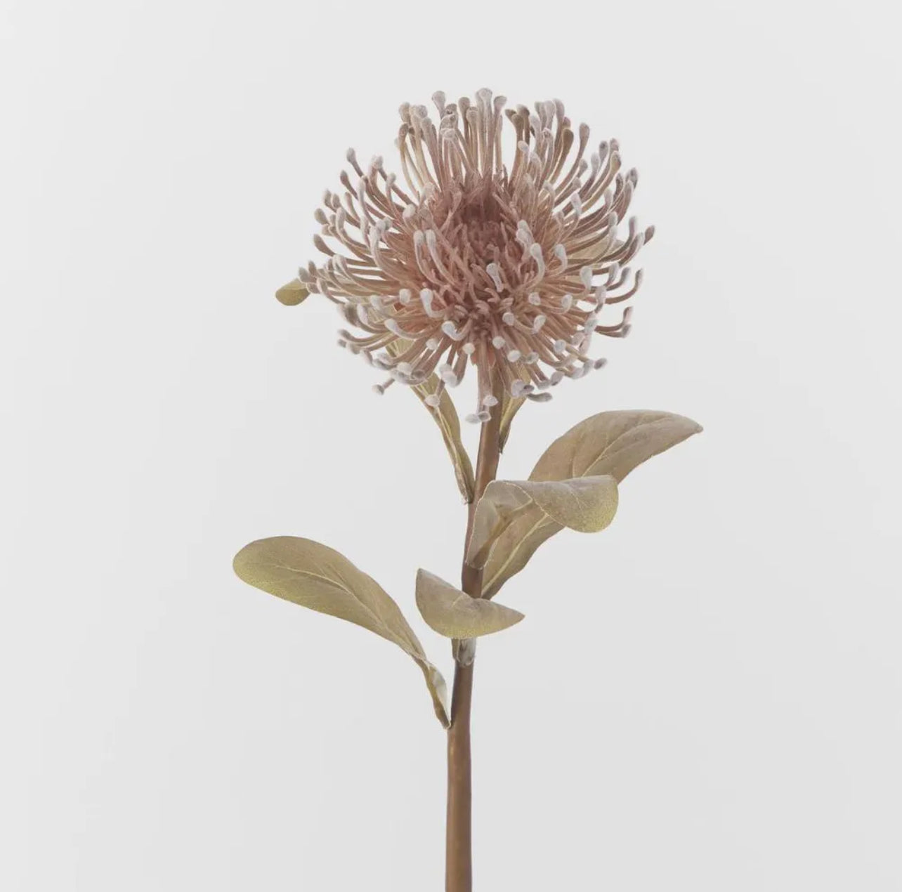 Leucospermum Brown Rockhampton Vintage Hire
