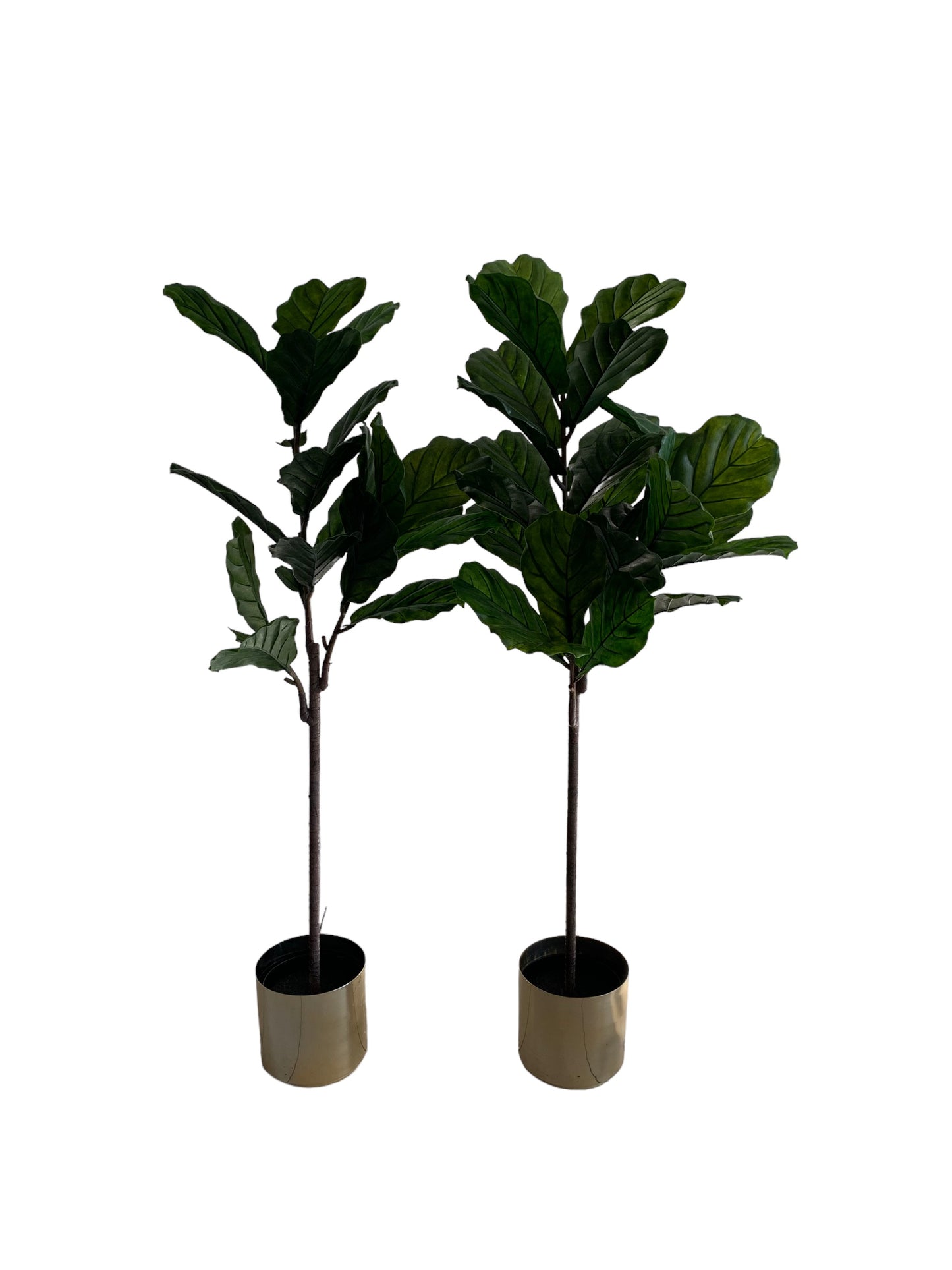 fiddle leaf fig mid century Fiddle Leaf Trees