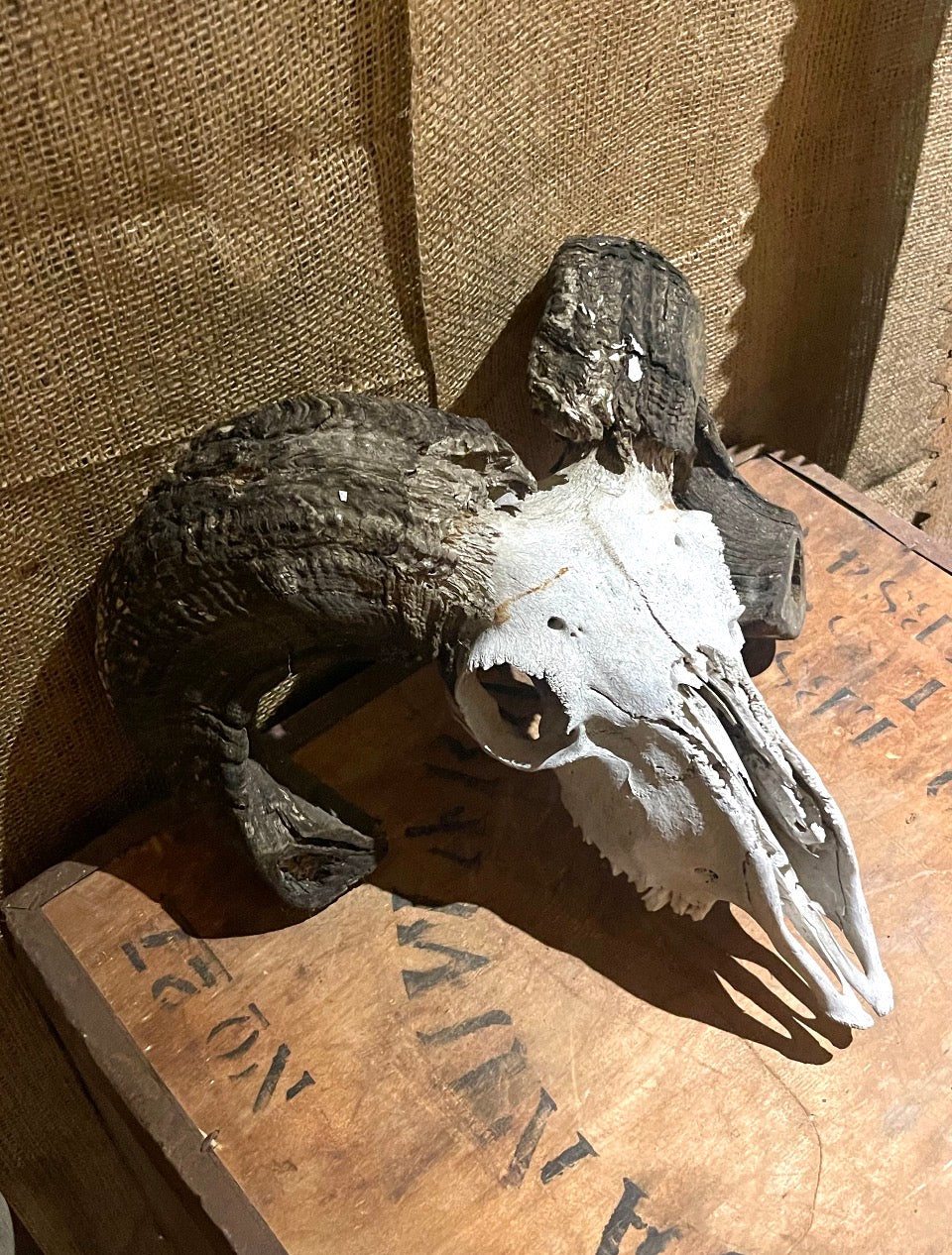 Ram Head Vintage Styling Prop