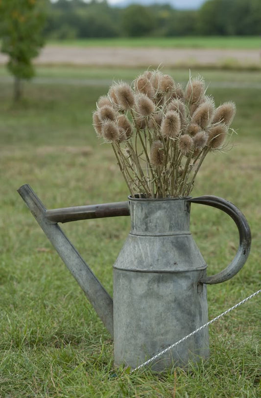 Vintage Watering Can Rockhampton Vintage Hire